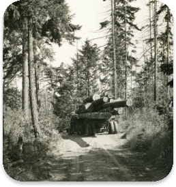 Logging